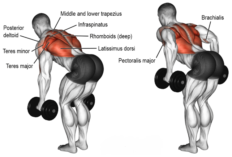 The Best Dumbbell Exercises | BACK EDITION | (FOLLOW ALONG!) – TEACHING ...